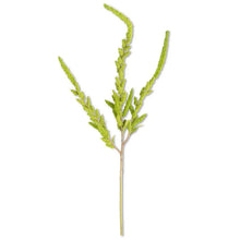  GREEN AMARANTHUS STEM