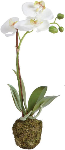  Designer 15" Phalaenopsis Orchid