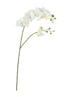 39.5" Phalaenophsis Orchid Spray