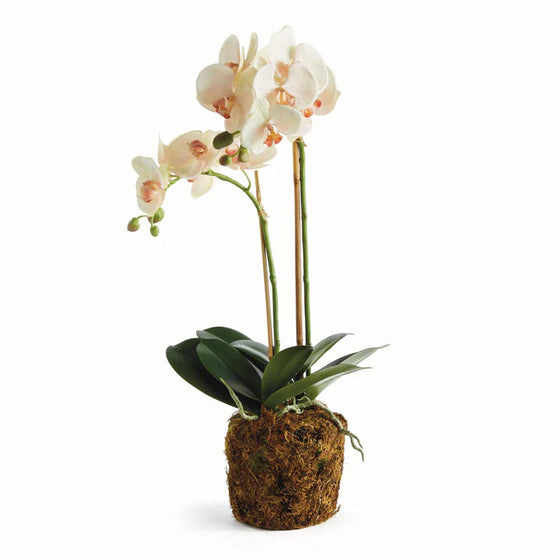 Blush Designer Drop In Phalaenopsis Orchid