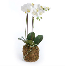  Decorative Double Stem Orchid 23"