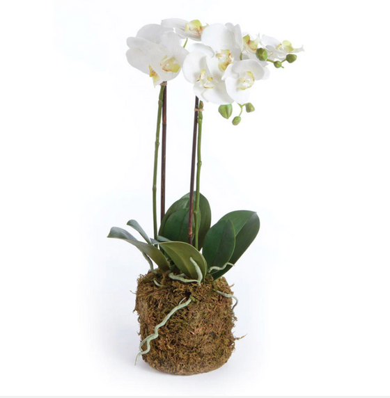 Decorative Double Stem Orchid 23"
