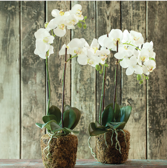 Decorative Double Stem Orchid 23"