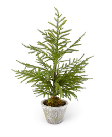  Potted Norfolk Pine Tree 30"
