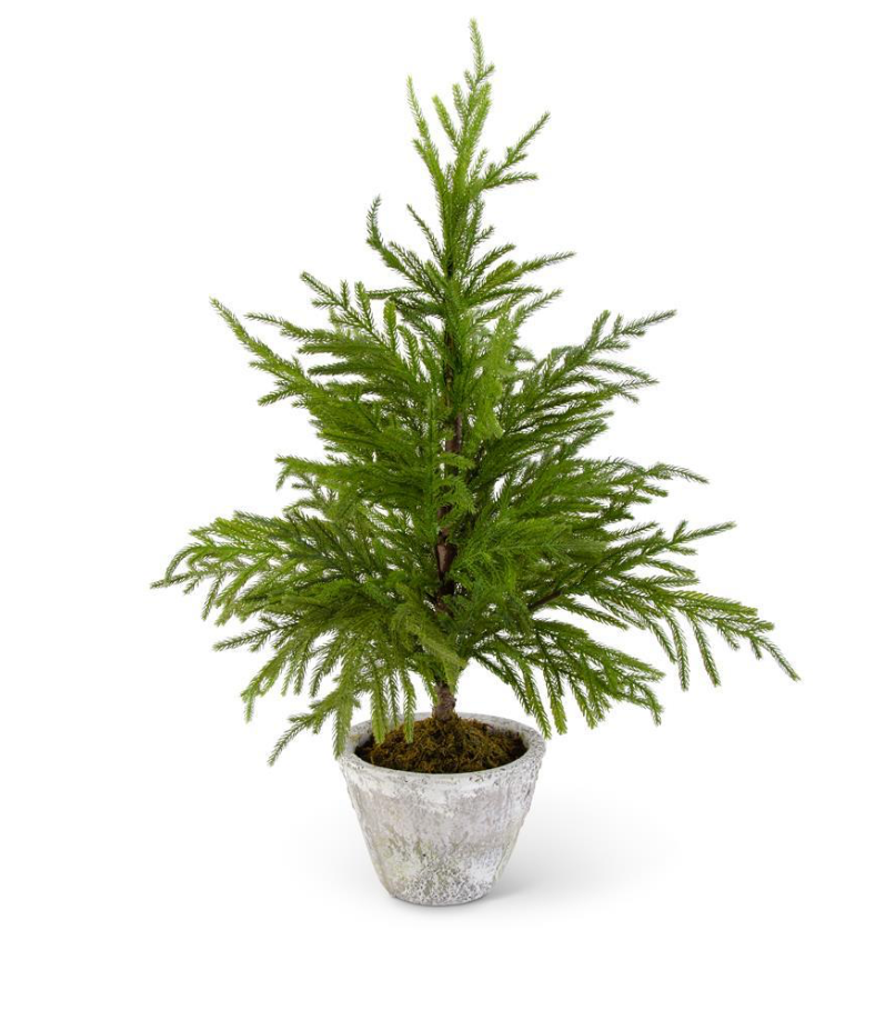Potted Norfolk Pine Tree 34" Wildflowers