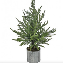  Potted Norfolk Pine Tree 28"