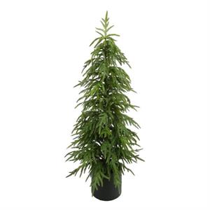 47" NORFOLK PINE TREE IN POT