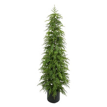  70.75" NORFOLK PINE TREE IN POT