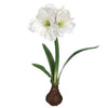 21" Standing Amaryllis Bulb