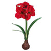21" Standing Amaryllis Bulb