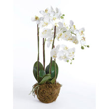  Designer 30" Phalaenopsis Orchid