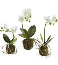 Phalaenopsis Orchid Drop-In 3 Sizes