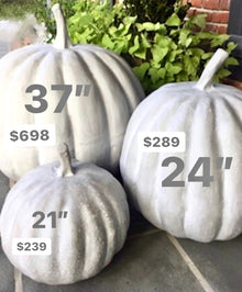  Extra Large White Pumpkin 37"