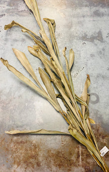  Dried River Grass Spray