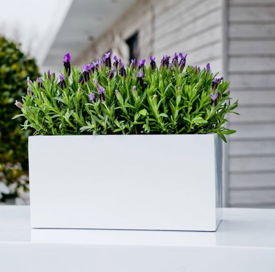 XS Glossy White Jort Container